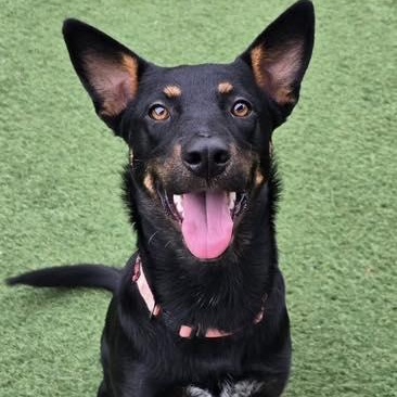 Enlarge Rose, a Adoptable mixed breed in Palm Harbor, FL image 1/1