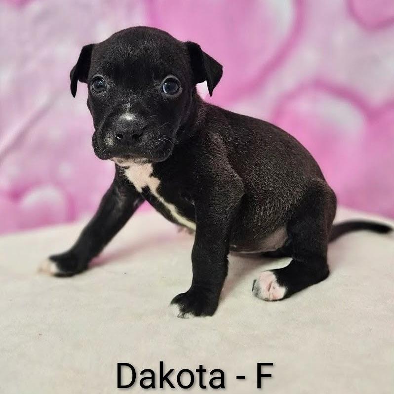 Enlarge Dakota, a Adoptable mixed breed in Griswold, CT image 1/1