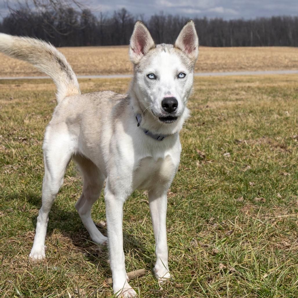 Enlarge Akira, a Adoptable Mixed Breed in Troy, IL image 1/5