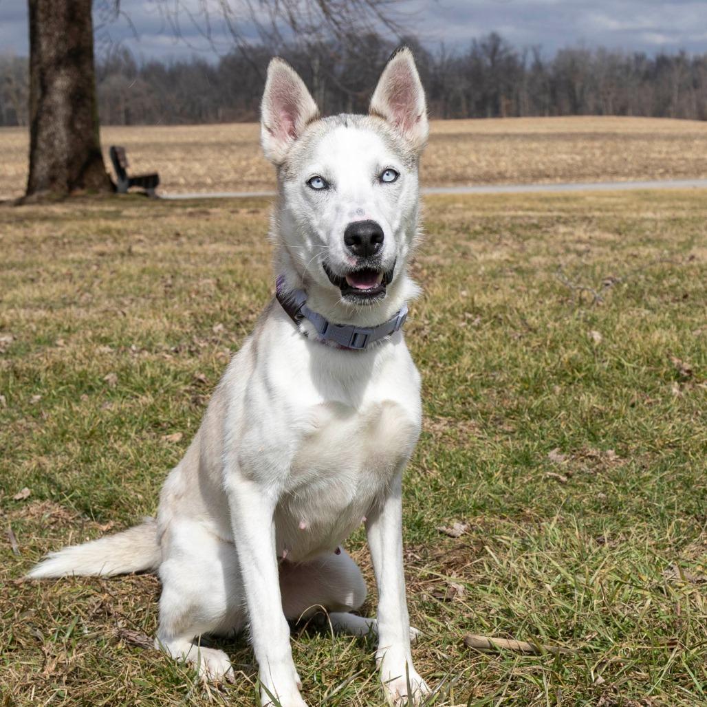 Enlarge Akira, a Adoptable Mixed Breed in Troy, IL image 2/5