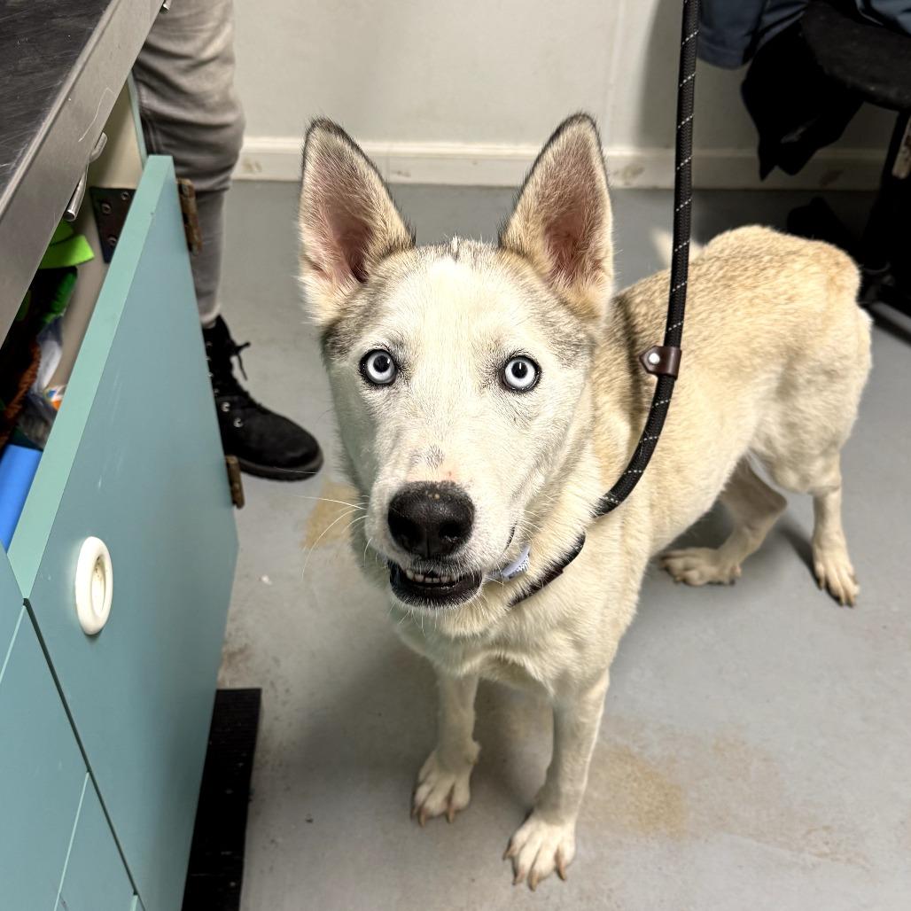 Enlarge Akira, a Adoptable Mixed Breed in Troy, IL image 3/5