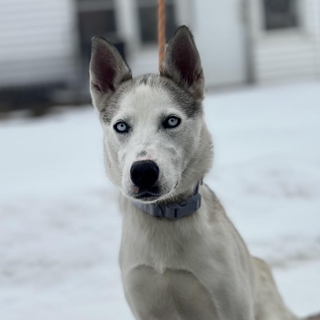 Enlarge Akira, a Adoptable Mixed Breed in Troy, IL image 4/5