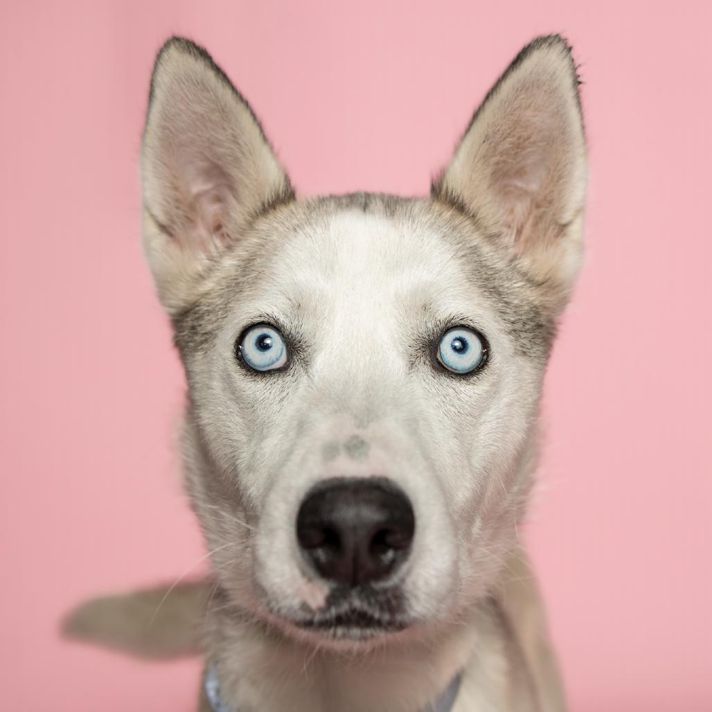 Enlarge Akira, a Adoptable Mixed Breed in Troy, IL image 5/5