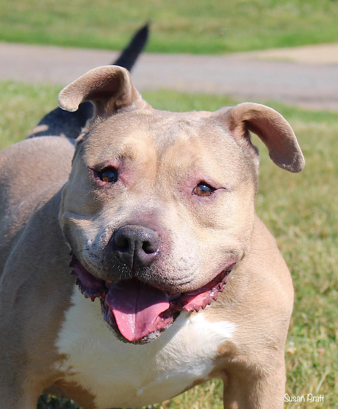 Enlarge Maximus, a ADOPTABLE mixed breed in Bedford, VA image 1/3