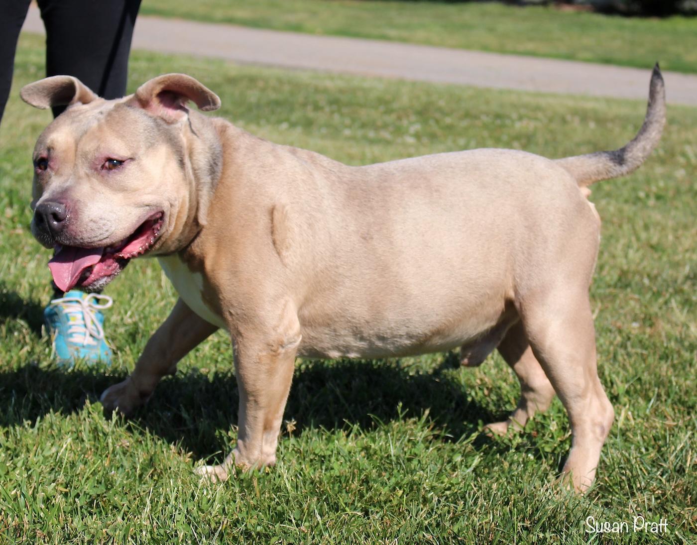 Enlarge Maximus, a ADOPTABLE mixed breed in Bedford, VA image 2/3
