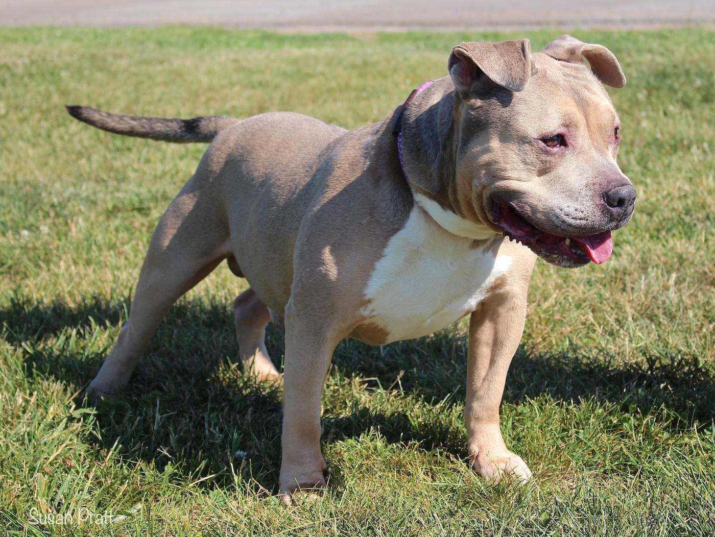 Enlarge Maximus, a ADOPTABLE mixed breed in Bedford, VA image 3/3