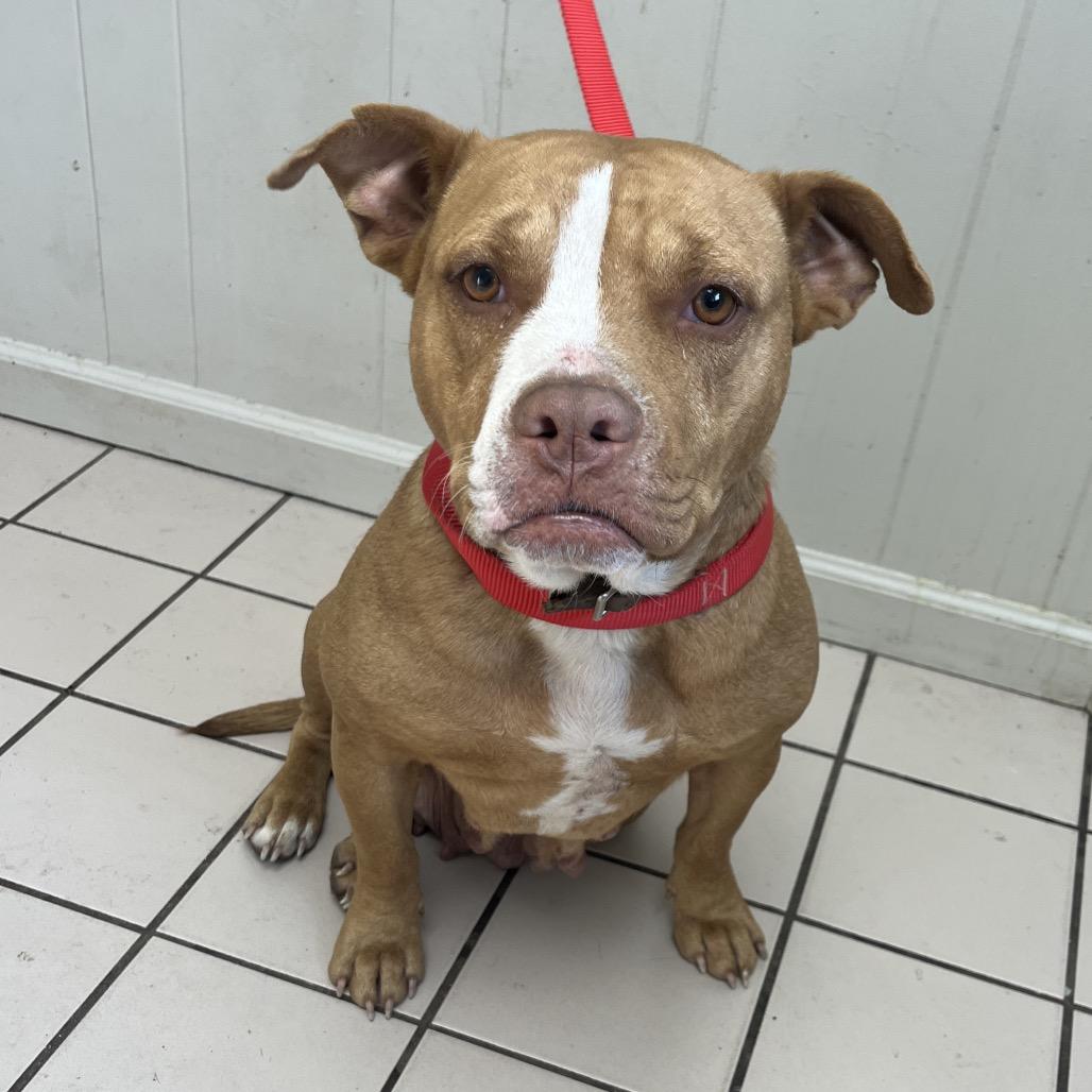 Elsie — thumbnail 3