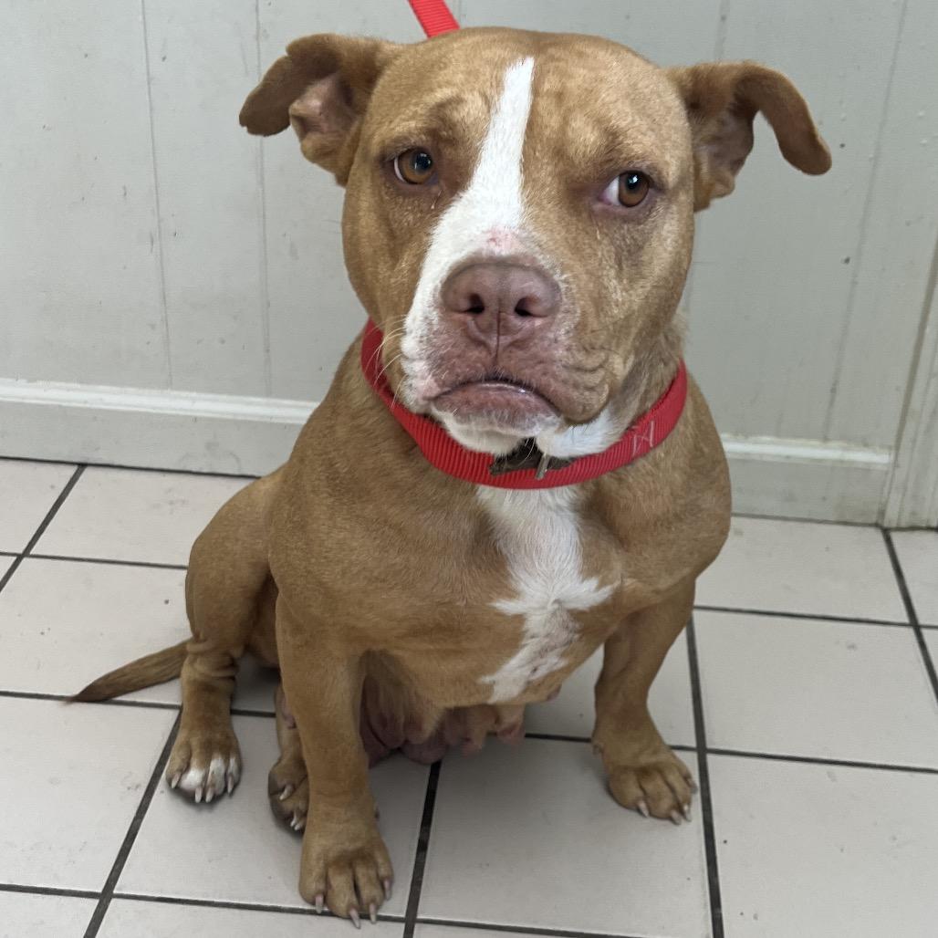 Elsie — thumbnail 4