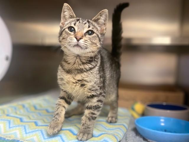 MICROCHIP, Adoptable, Kitten Female Domestic Short Hair.