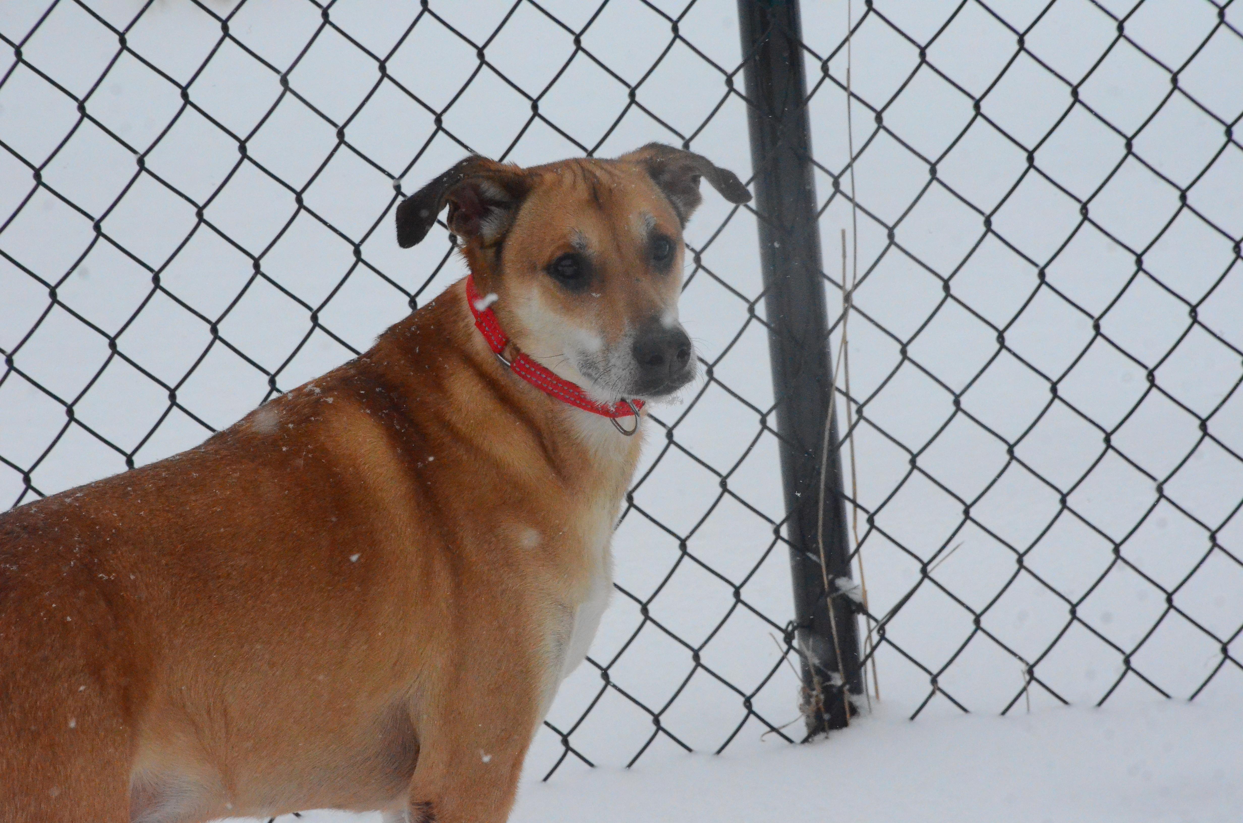 Enlarge Big Bones, a ADOPTABLE mixed breed in Montreal, QC image 1/5