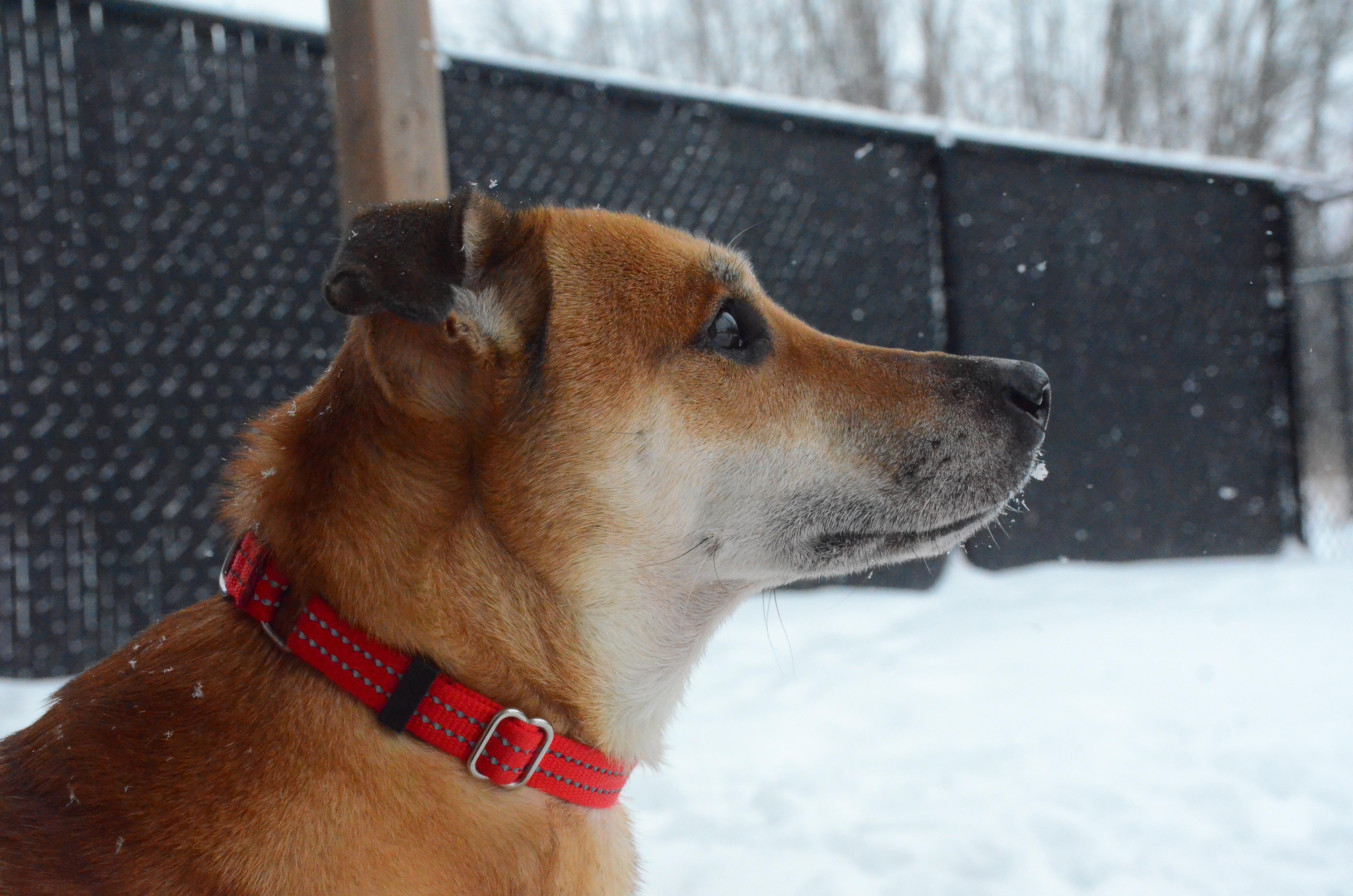 Enlarge Big Bones, a ADOPTABLE mixed breed in Montreal, QC image 2/5