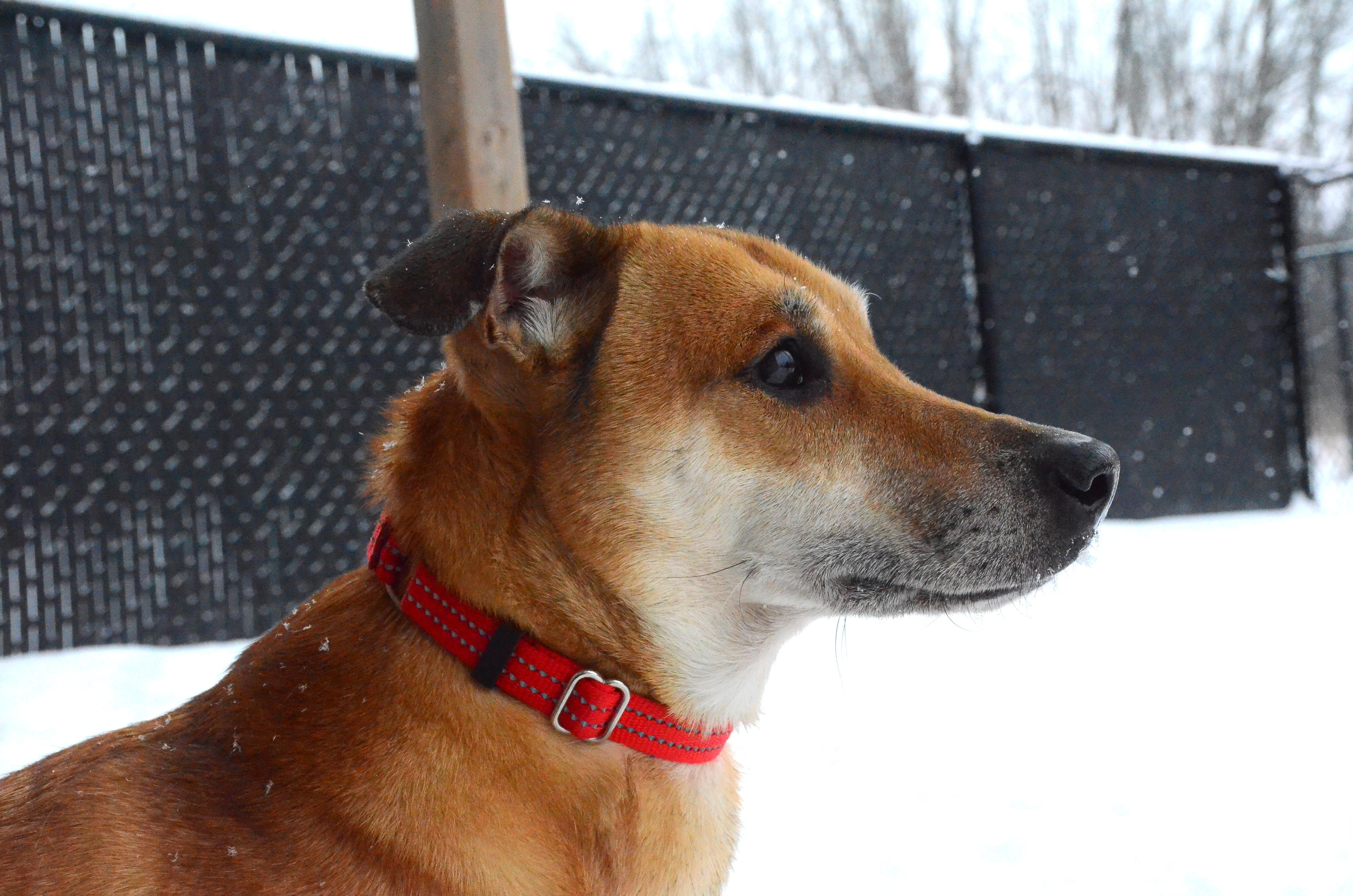 Enlarge Big Bones, a ADOPTABLE mixed breed in Montreal, QC image 5/5