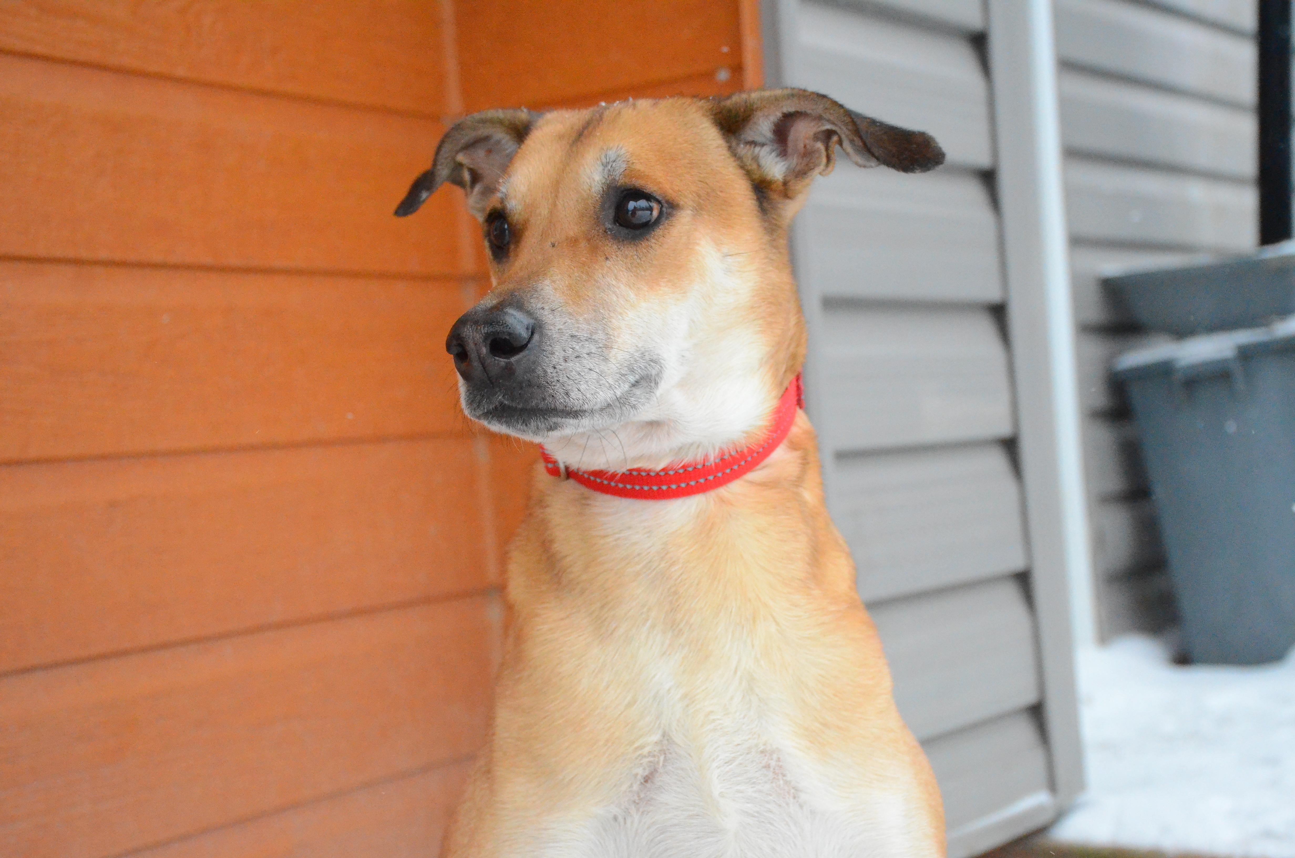 Enlarge Big Bones, a ADOPTABLE mixed breed in Montreal, QC image 3/5