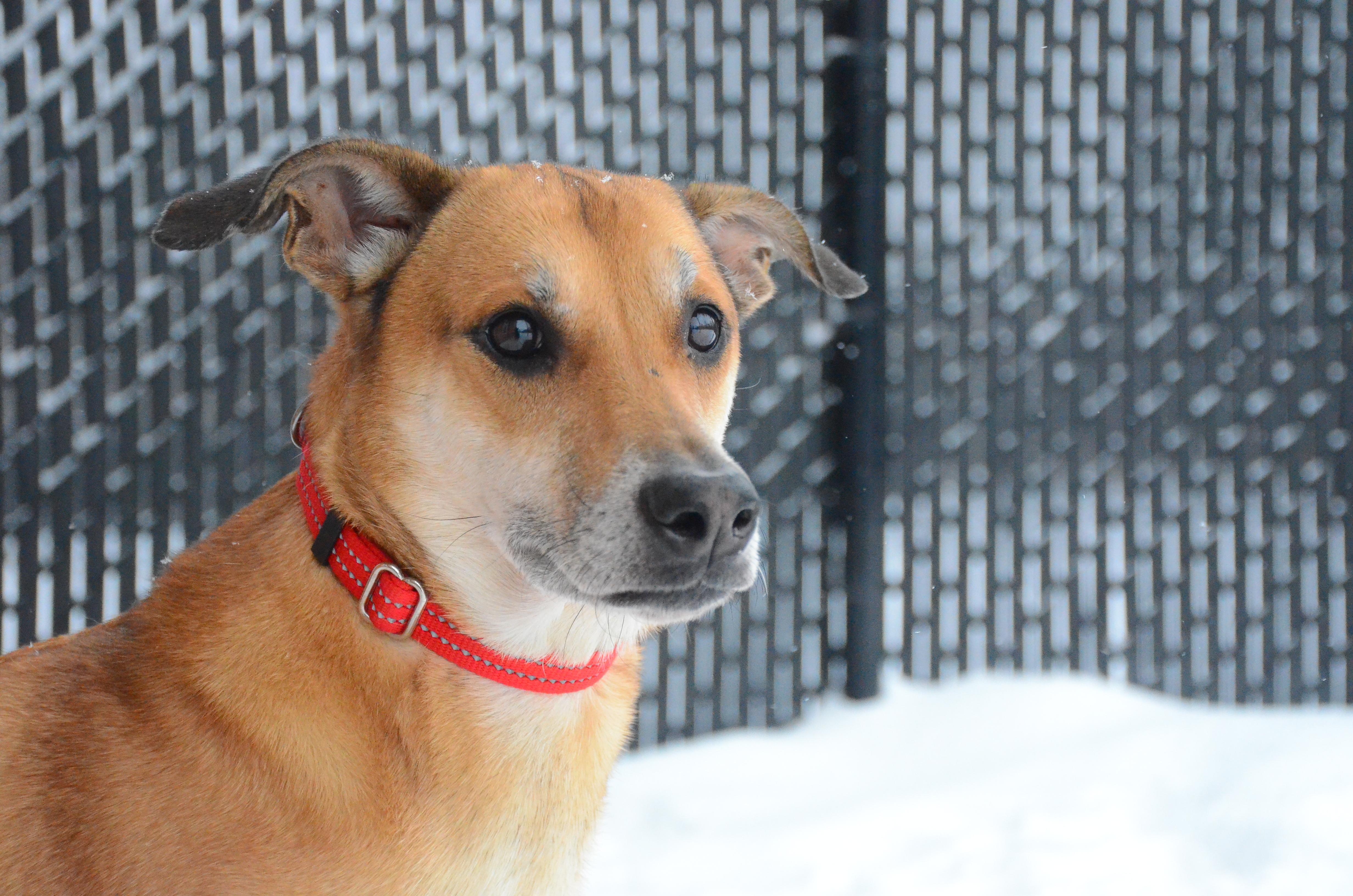 Enlarge Big Bones, a ADOPTABLE mixed breed in Montreal, QC image 4/5