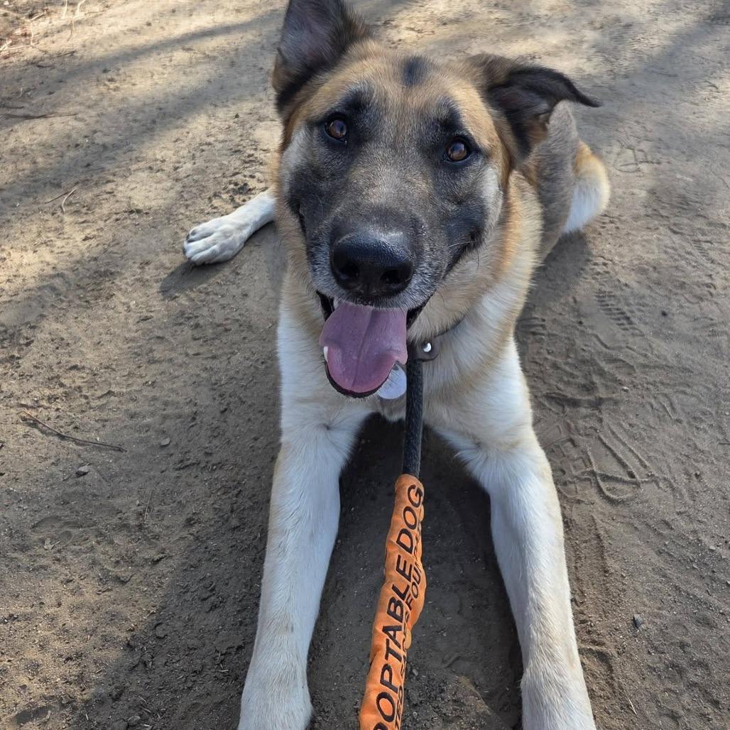 Rocket, Adoptable, Adult Male German Shepherd Dog.