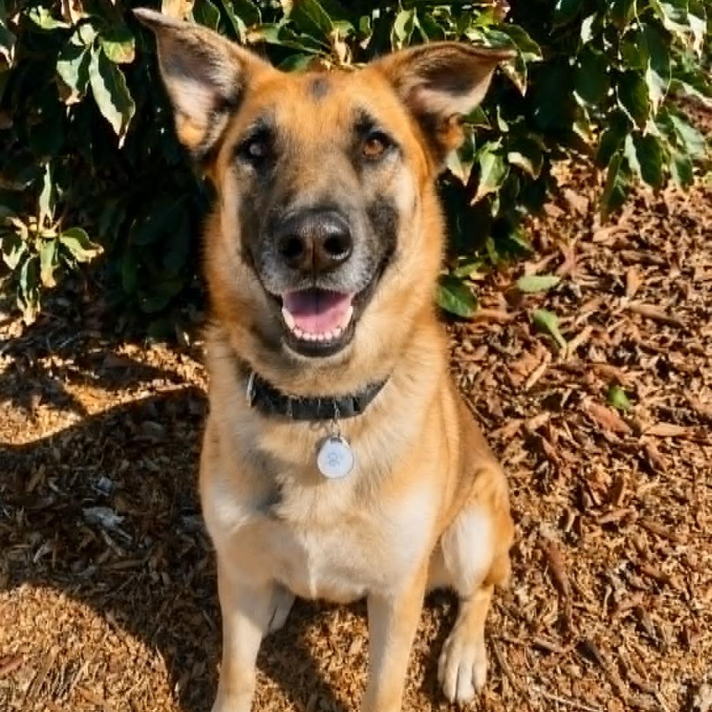 Enlarge Rocket, a Adoptable German Shepherd Dog in Ramona, CA image 2/5