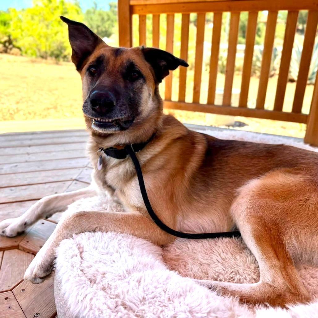 Enlarge Rocket, a Adoptable German Shepherd Dog in Ramona, CA image 3/5