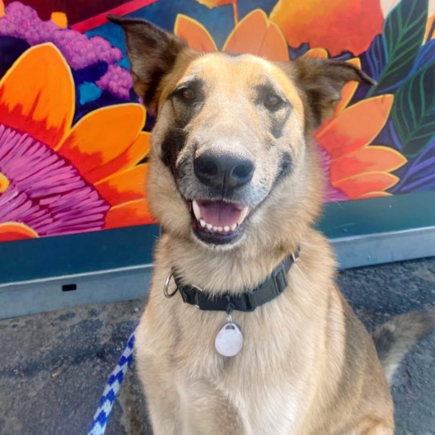 Enlarge Rocket, a Adoptable German Shepherd Dog in Ramona, CA image 4/5