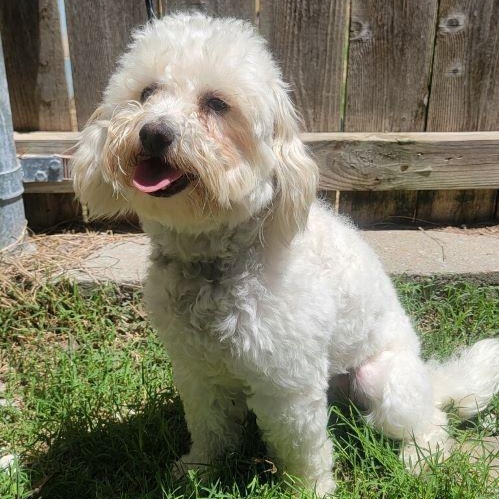Enlarge Patch, a Adoptable Poodle in Tulsa, OK image 1/4