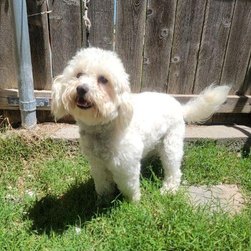 Enlarge Patch, a Adoptable Poodle in Tulsa, OK image 2/4
