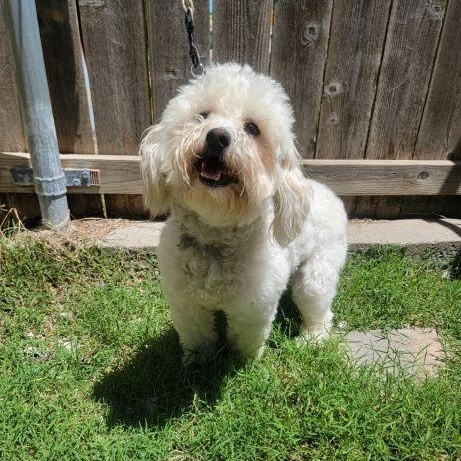 Patch photo 4