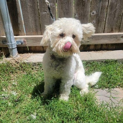 Enlarge Patch, a Adoptable Poodle in Tulsa, OK image 3/4