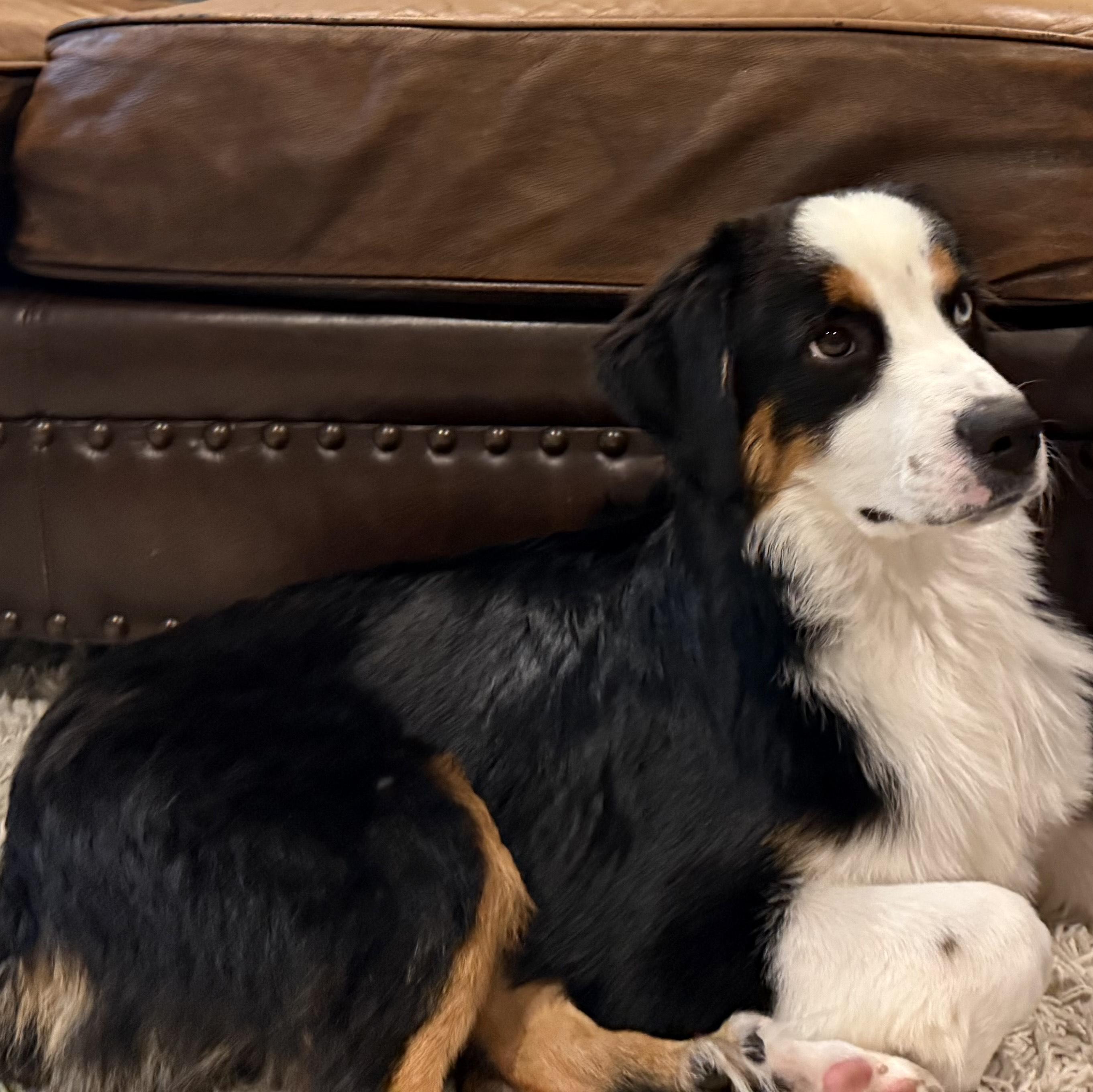 Onyx/Bruce, Adopted, Young Male Australian Shepherd.
