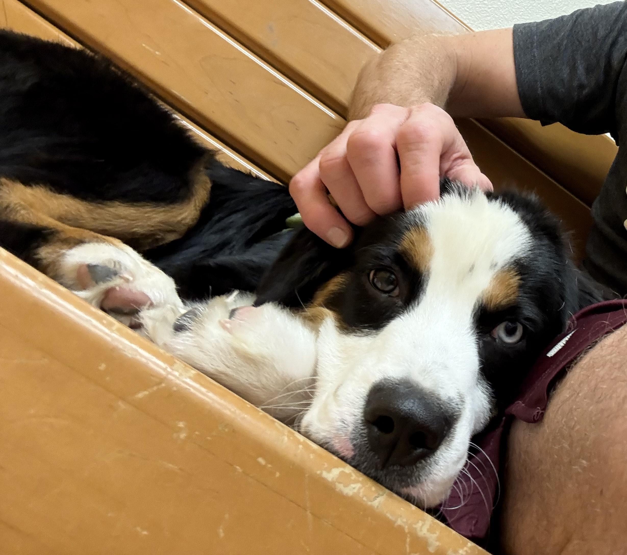 Onyx/Bruce, a Adopted Australian Shepherd in Arlington, TX image 5/6