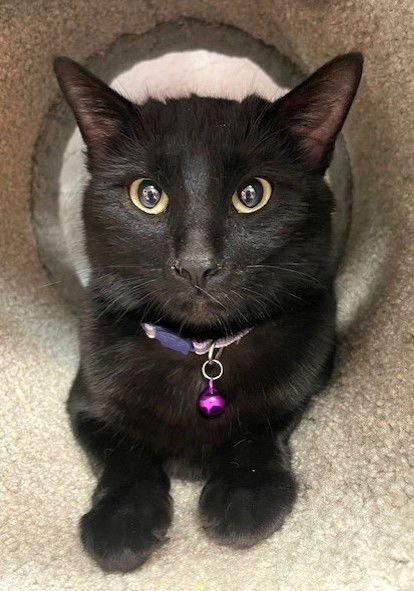 Libby, a Adoptable Domestic Short Hair in Shawnee, KS image 1/3