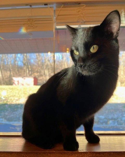 Libby, a Adoptable Domestic Short Hair in Shawnee, KS image 2/3