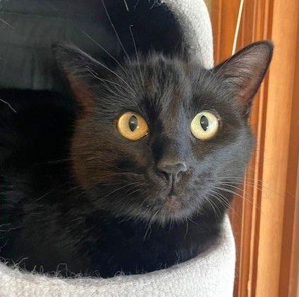 Libby, a Adoptable Domestic Short Hair in Shawnee, KS image 3/3