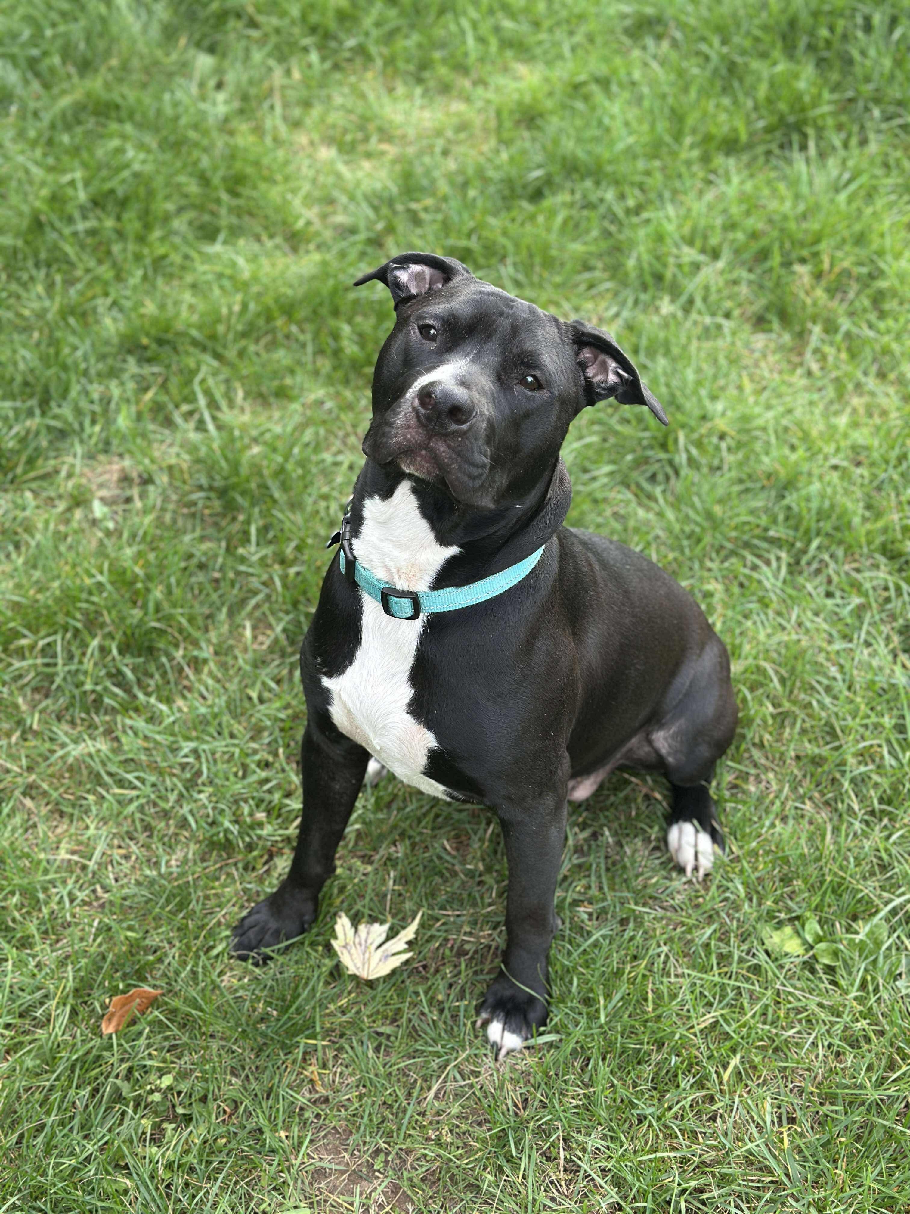 Chevy, Adoptable, Adult Male Mixed Breed.