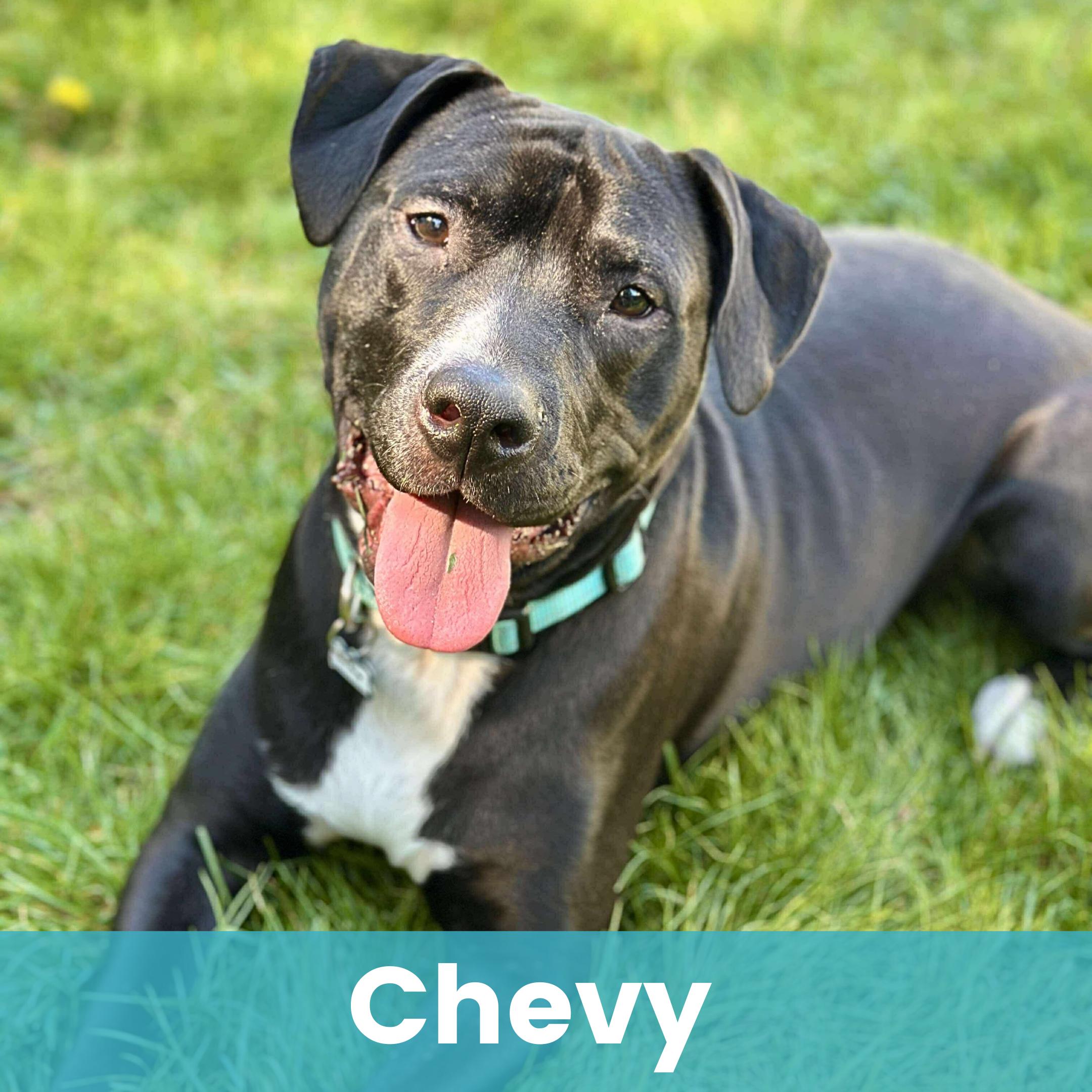 Chevy — thumbnail 2