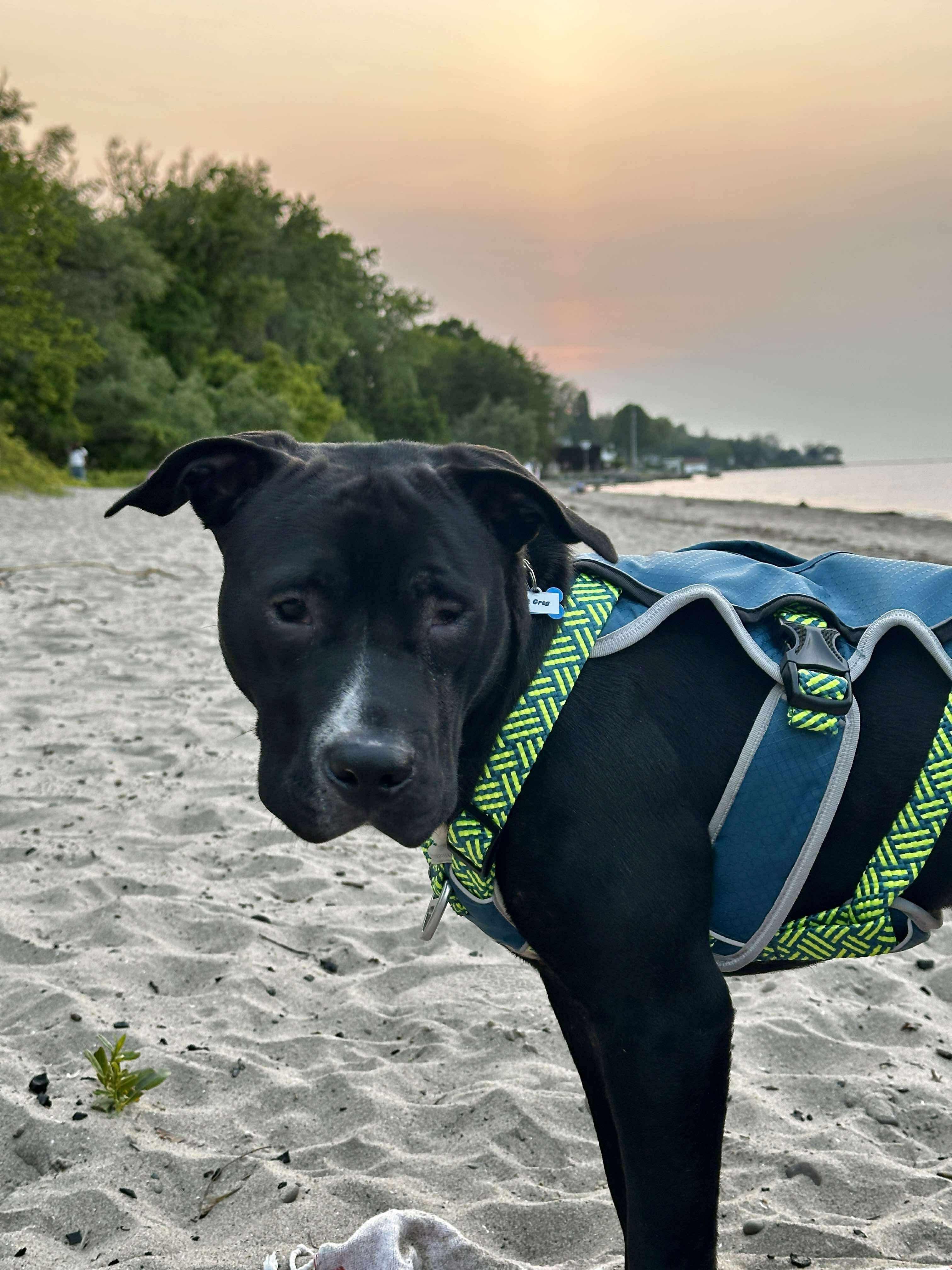 Chevy, a Adoptable Mixed Breed in Rochester , NY image 3/5