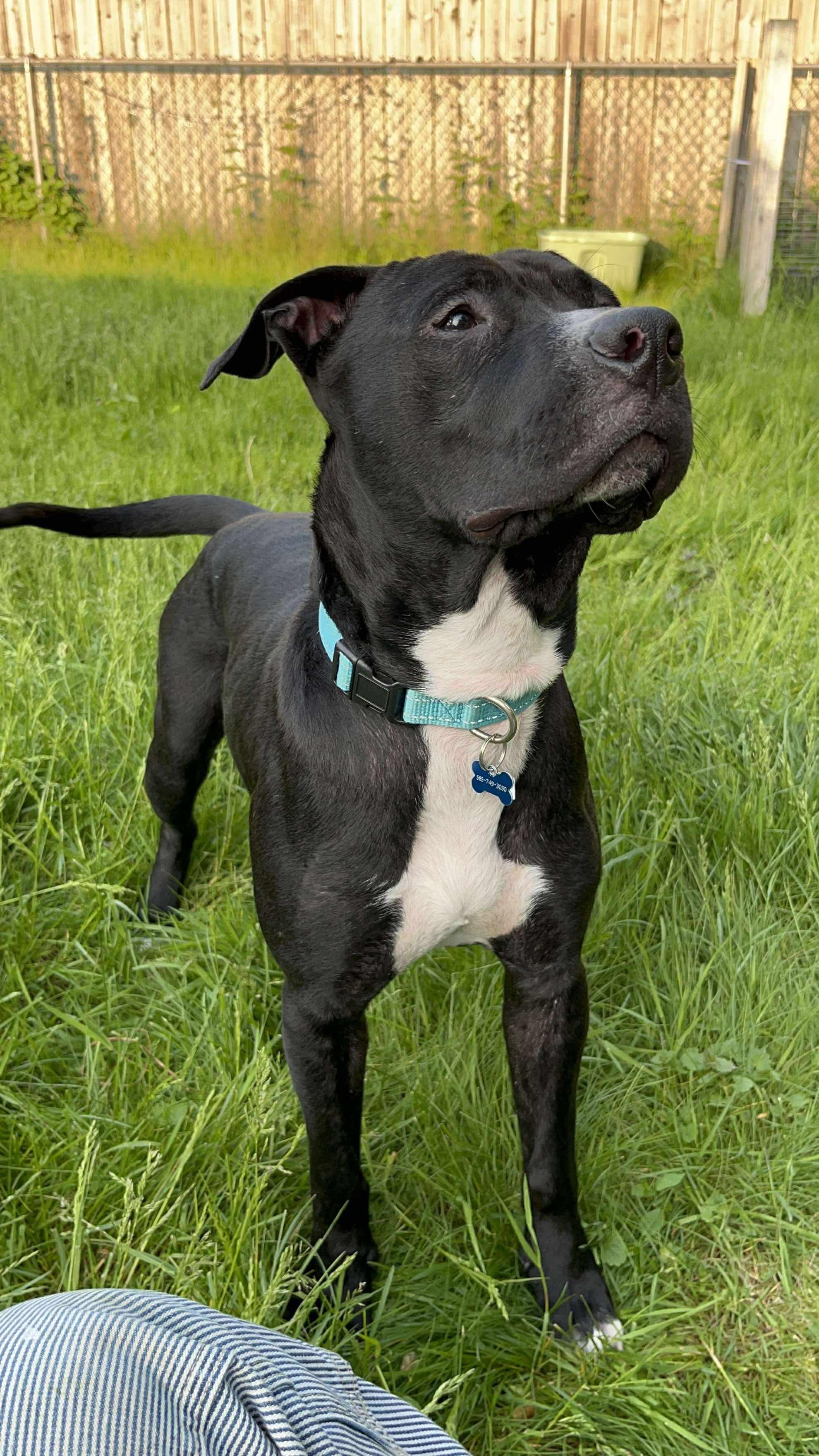 Chevy, a Adoptable Mixed Breed in Rochester , NY image 4/5