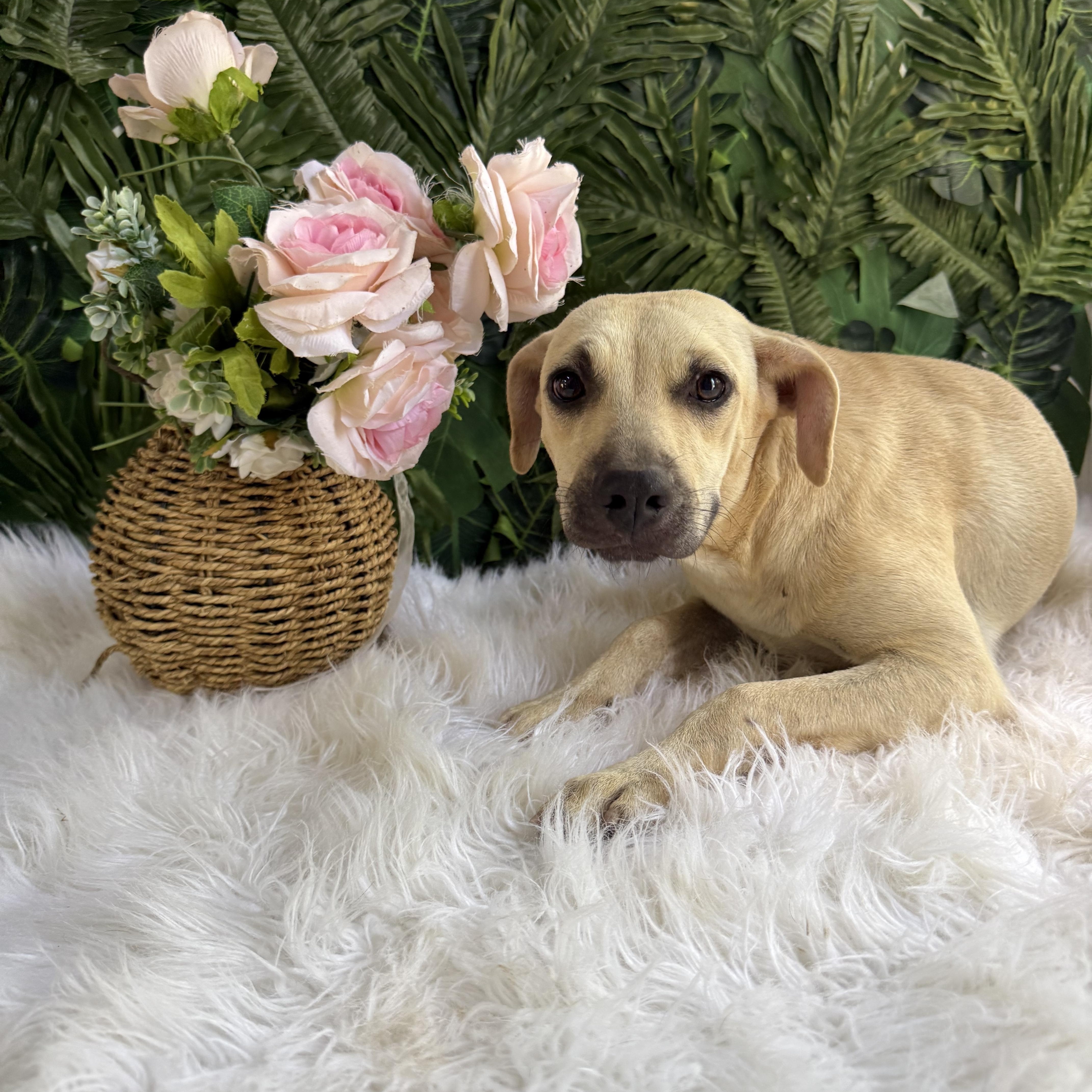 Buda, Adoptable, Young Female Whippet.