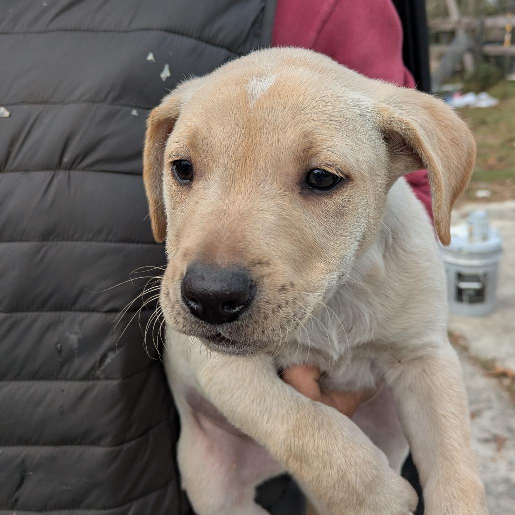Ember, Adoptable, Puppy Male Mixed Breed.