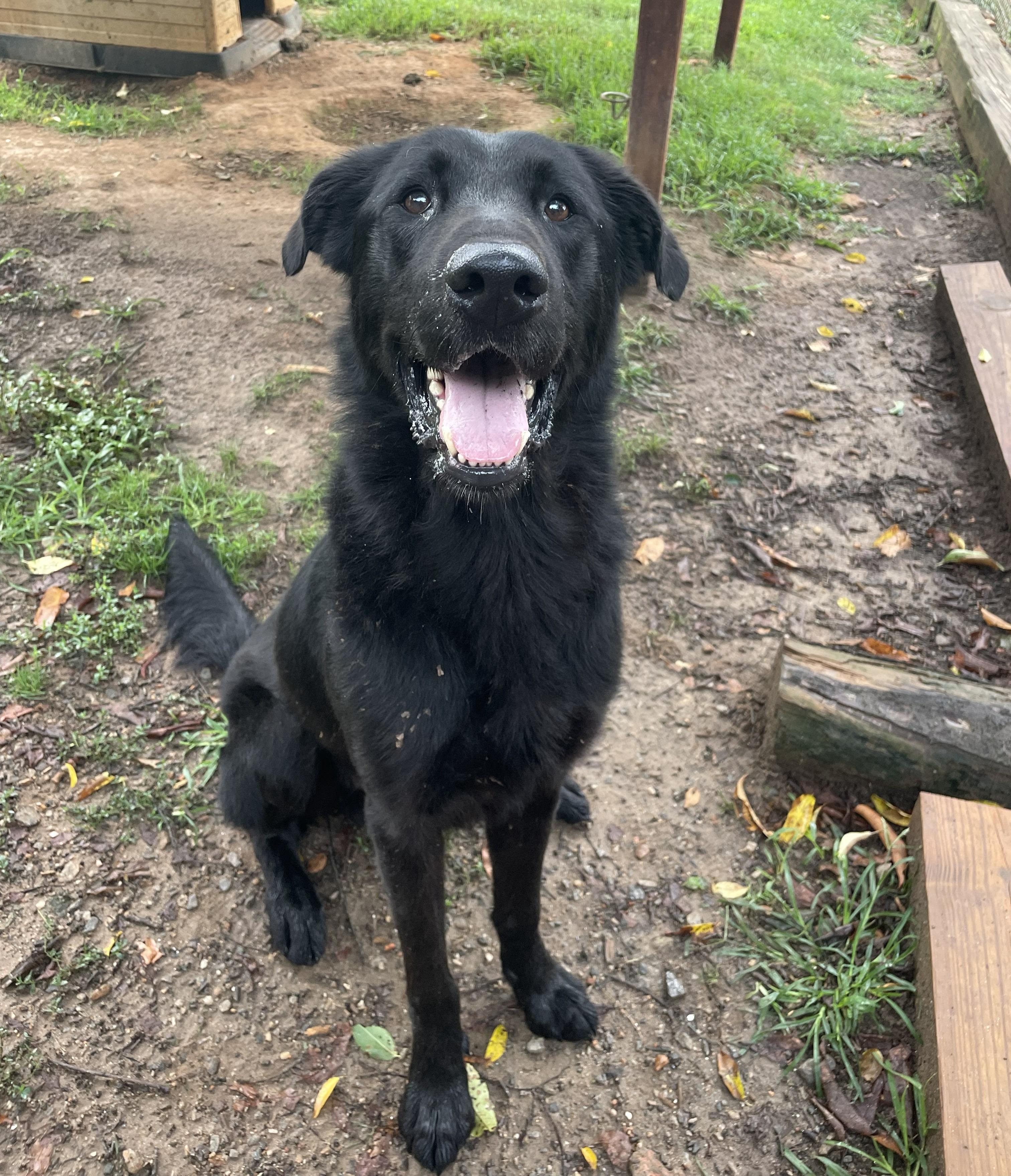 Enlarge Graham, a Adoptable mixed breed in Sautee Nacoochee, GA image 2/3