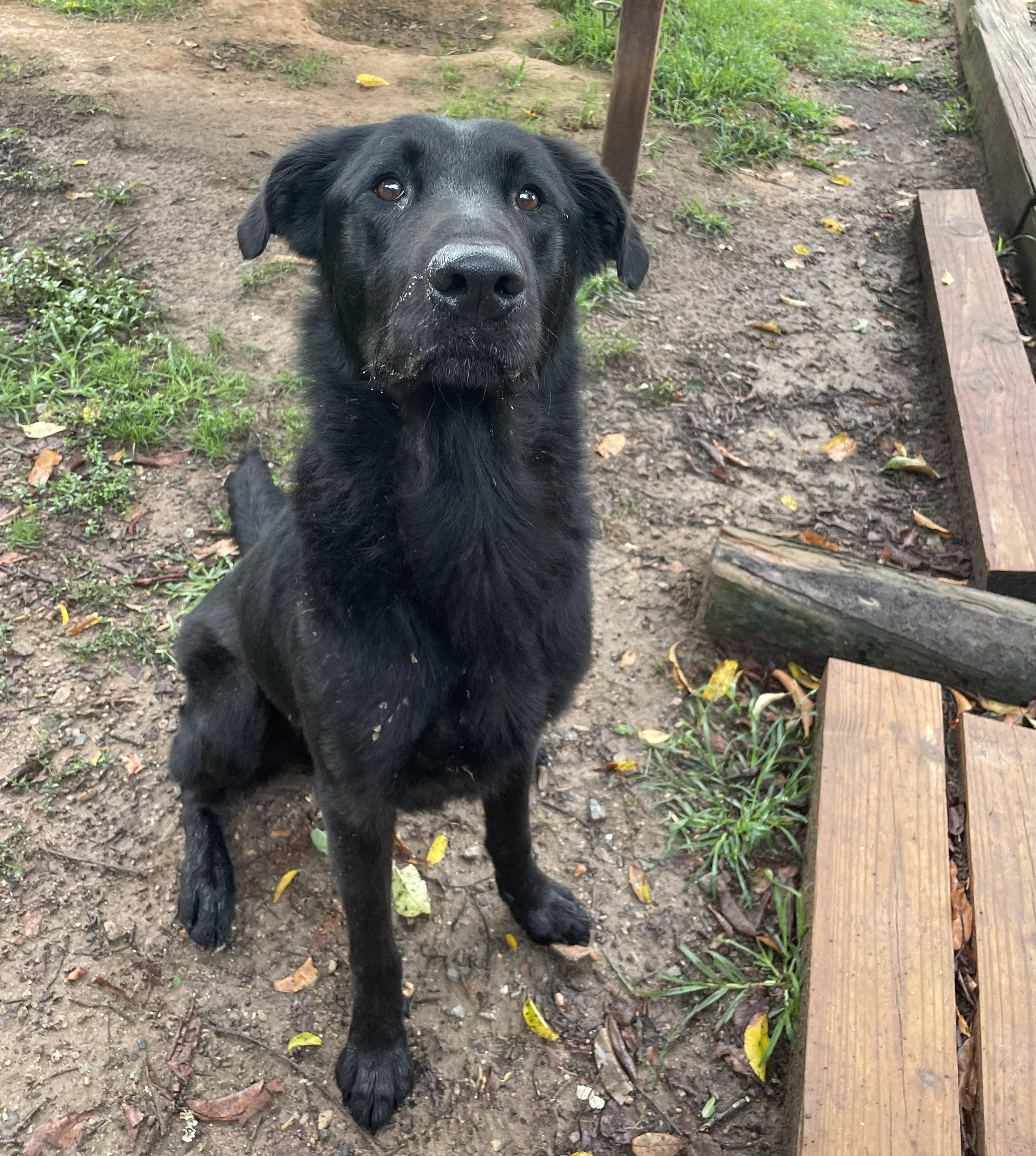 Enlarge Graham, a Adoptable mixed breed in Sautee Nacoochee, GA image 3/3