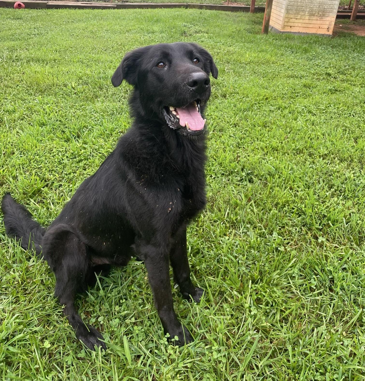 Enlarge Graham, a Adoptable mixed breed in Sautee Nacoochee, GA image 1/3