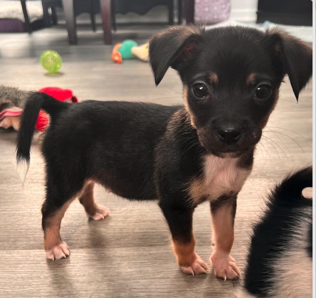 Vesper, adopted, Puppy Male Chihuahua.
