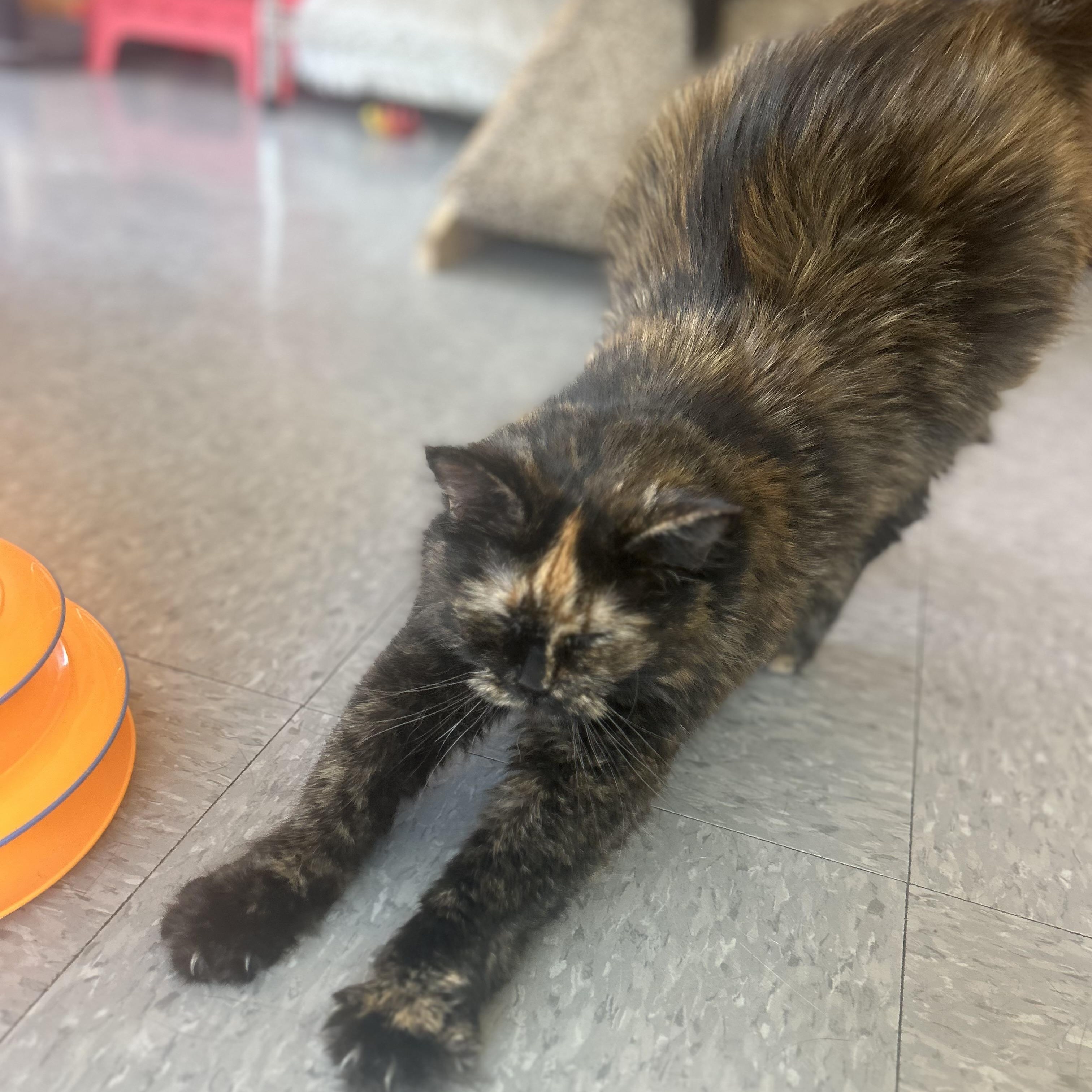 Pepper, a Adoptable mixed breed in Madison Heights, MI image 3/4