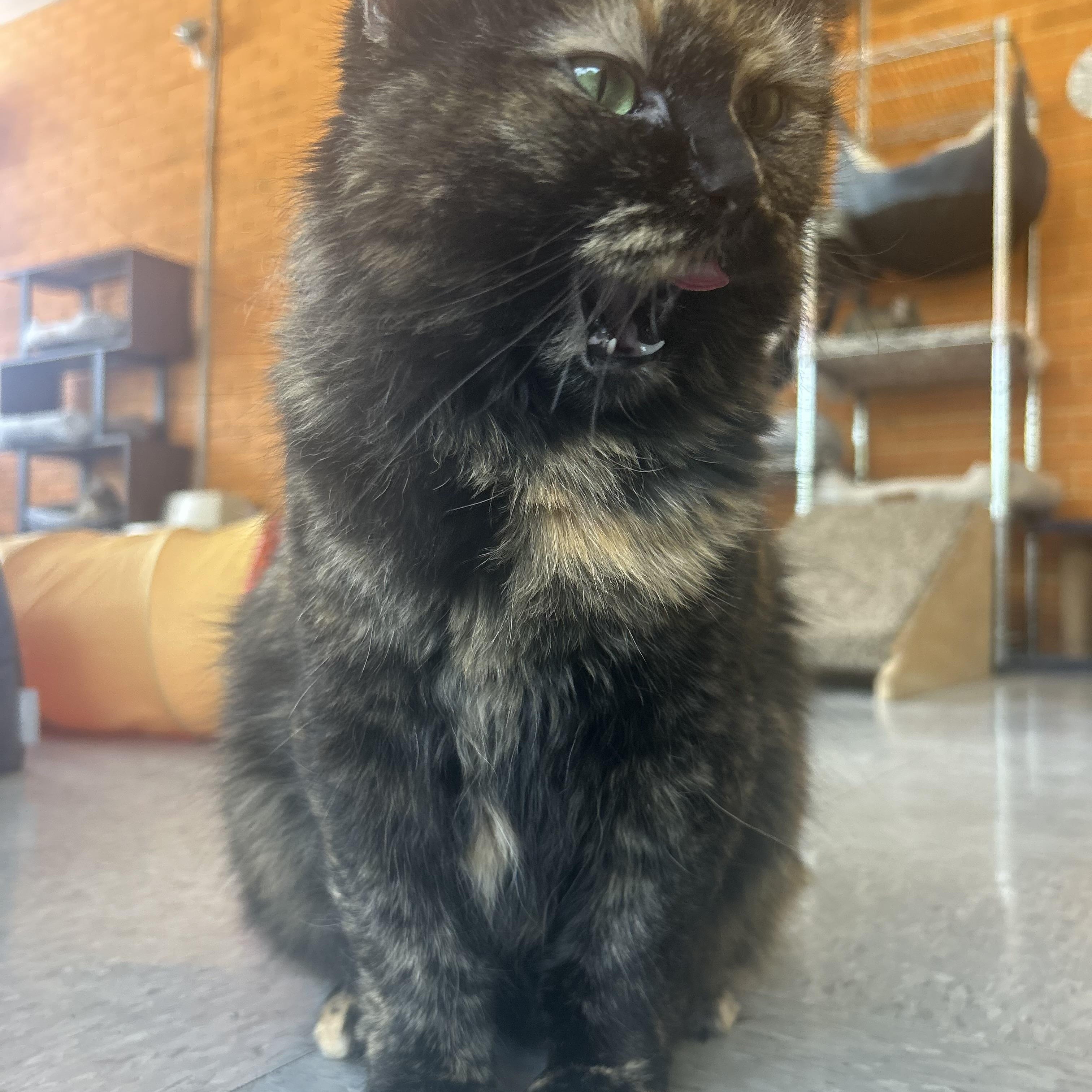 Pepper, a Adoptable mixed breed in Madison Heights, MI image 4/4