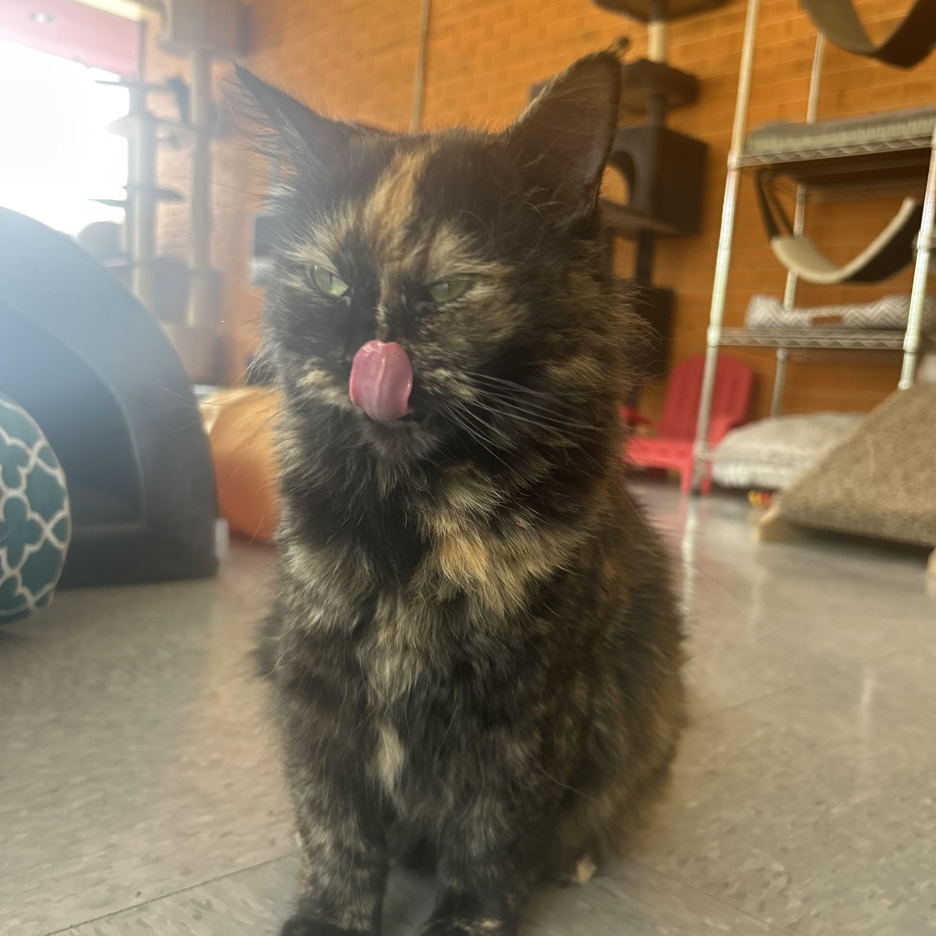 Pepper, a Adoptable mixed breed in Madison Heights, MI image 2/4