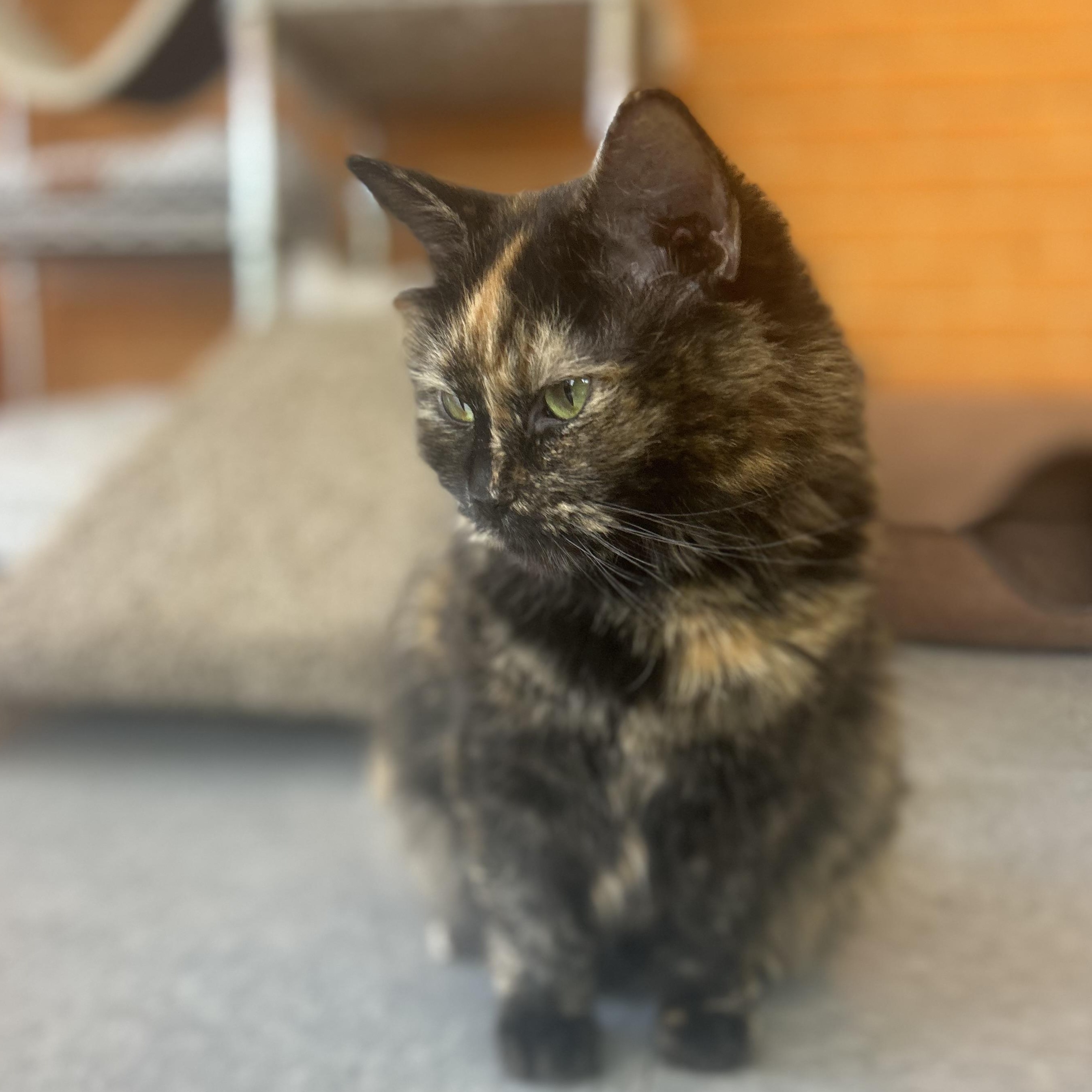 Pepper, Adoptable, Adult Female Tortoiseshell.