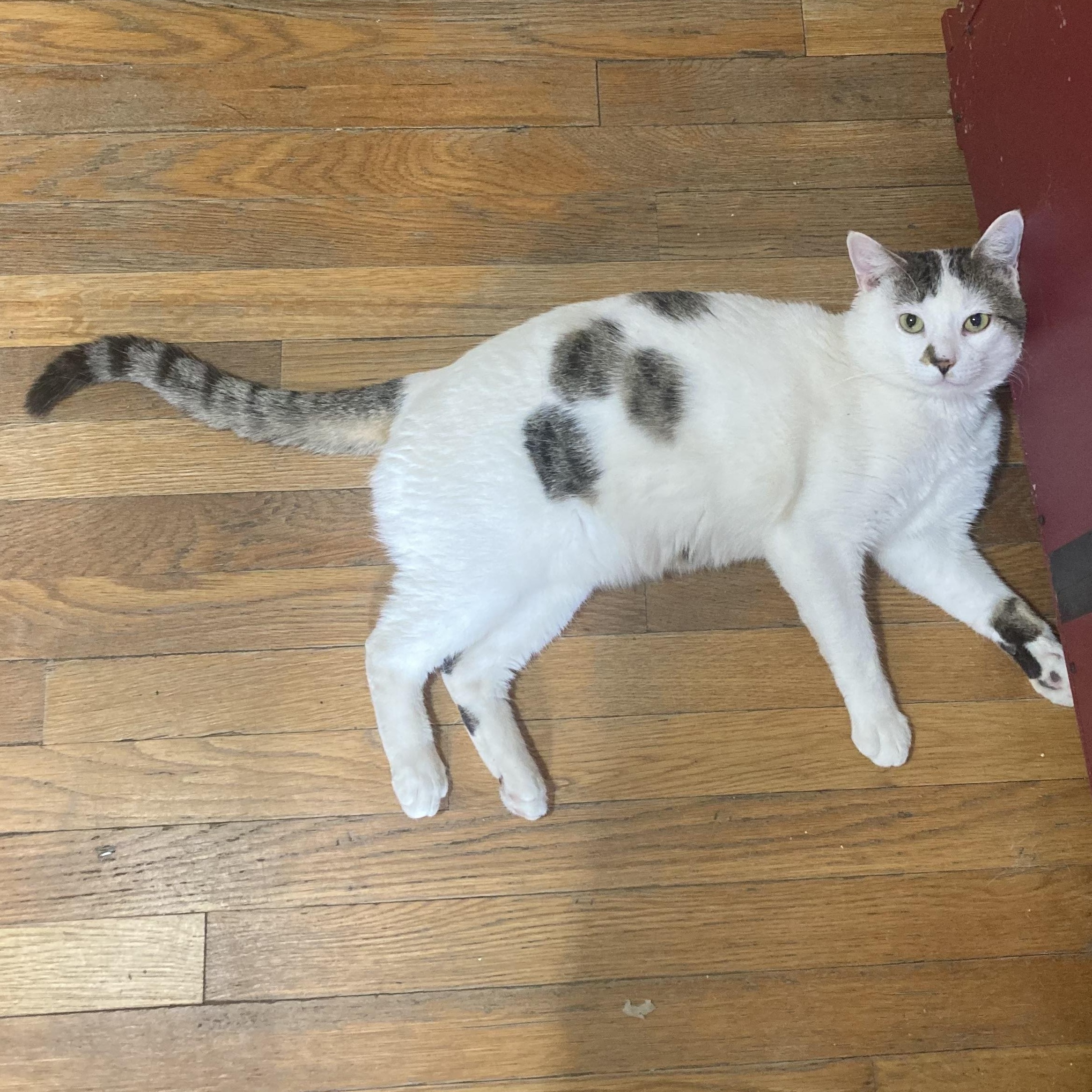 Puffs, Adult Male Domestic Short Hair