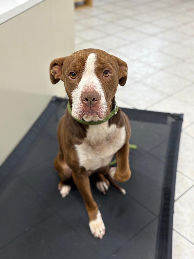 Jack Skellington, Adoptable, Adult Male Pit Bull Terrier.