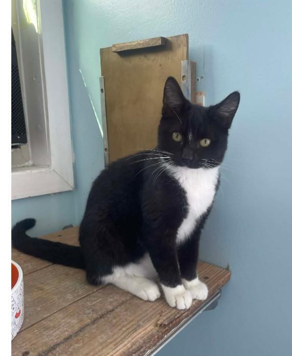 McIntosh, a Adoptable Domestic Short Hair in silver spring, MD image 3/6