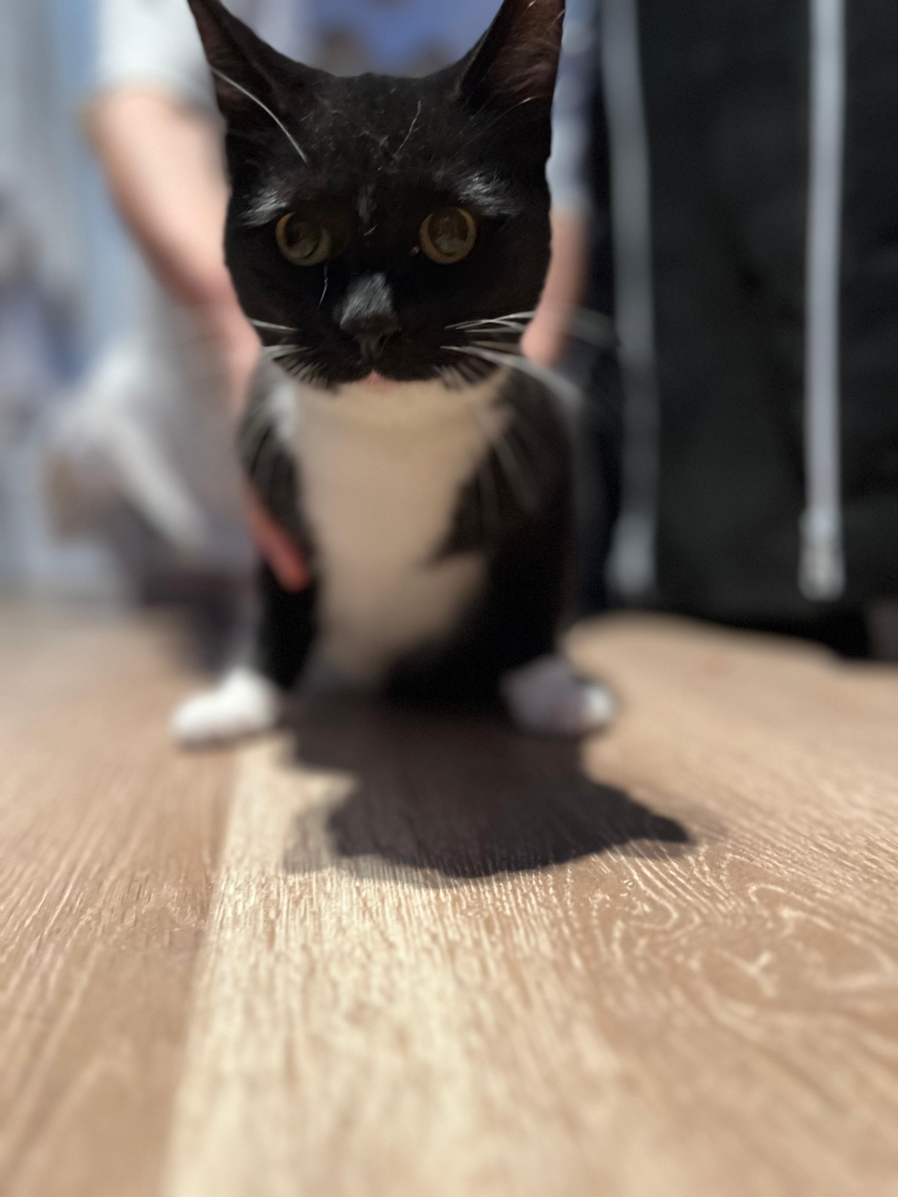 McIntosh, a Adoptable Domestic Short Hair in silver spring, MD image 5/6