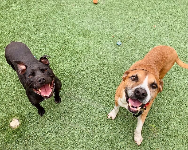 Polly Anna the Princess of lap snuggles and giggles — thumbnail 2